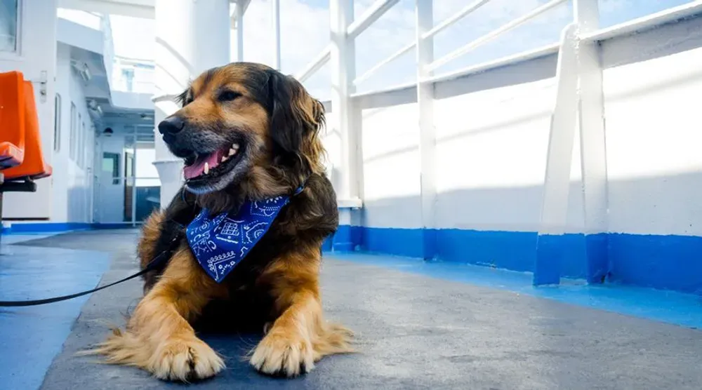 Ein braun-schwarzer Hund liegt entspannt auf dem Außendeck einer Fähre.
