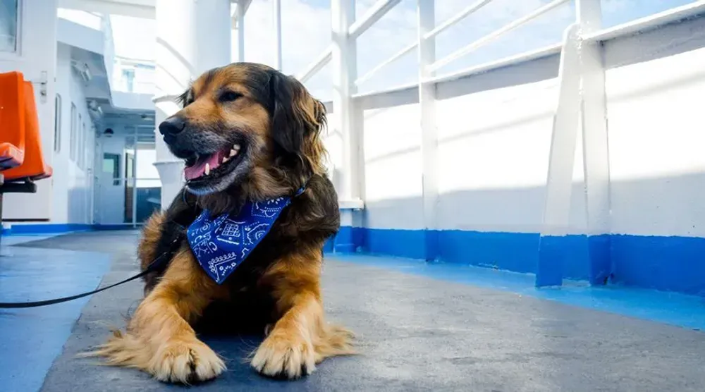 Een bruin-zwarte hond ligt ontspannen op het buitendek van een veerboot.