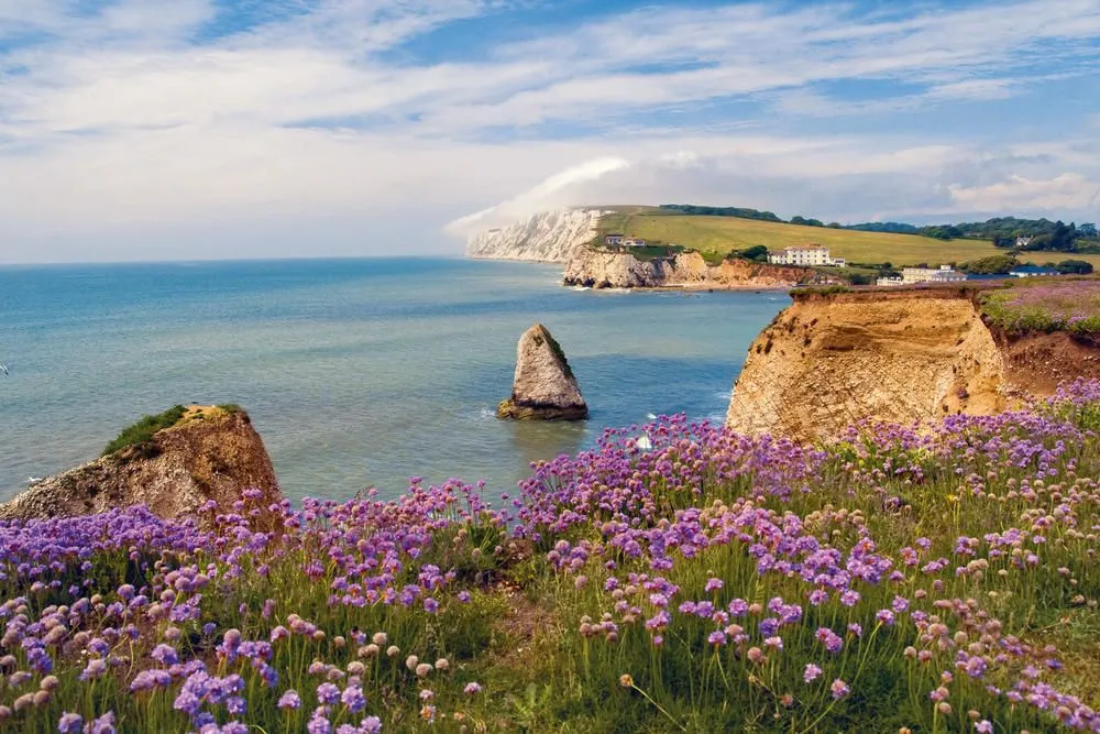 purple flowers on a cliff by the sea in the Isle of Wight