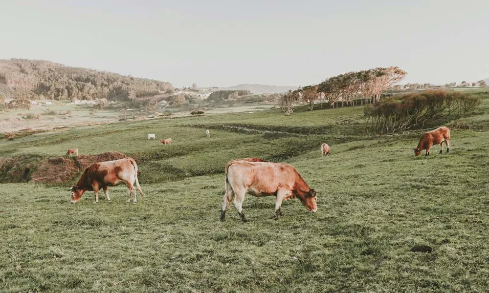 Vacas pastando en praderas de Galicia, paisaje rural típico de la costa atlántica española.