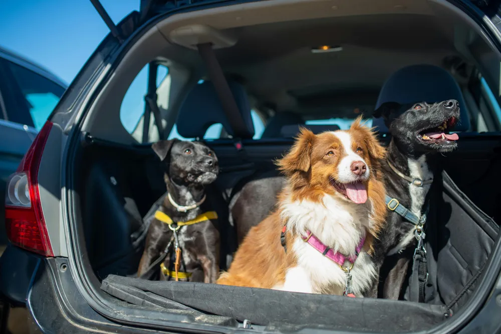 Three dogs chilling in the back of their car, ready for their holiday.