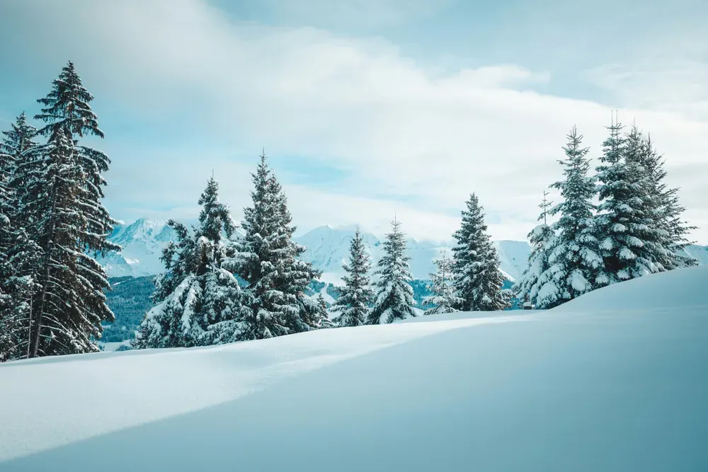 Der tiefe, unberührte Schnee in den französischen Alpen liegt wie eine Decke über dem Boden. Auch die Nadelbäume im Hintergrund sind mit Schnee bedeckt.