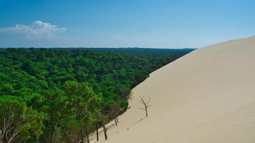 sand dune next to a green forest