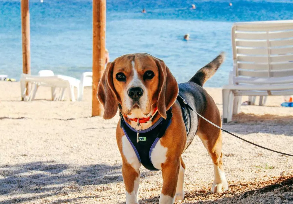 Perro con arnés en una playa dog-friendly en España.