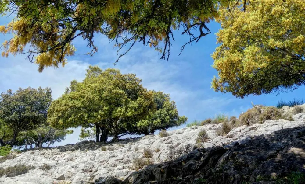 Sendero entre árboles en la Serra de Tramuntana bajo un cielo despejado.