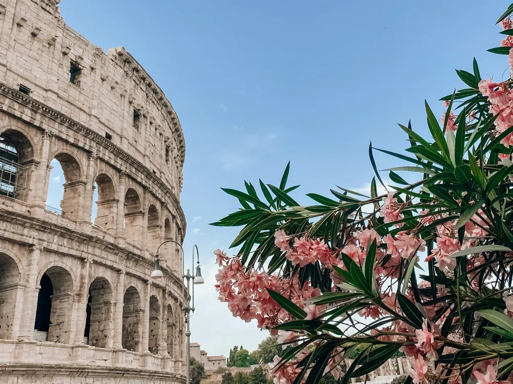 Pink flowers next to the Colosseum in Rome
