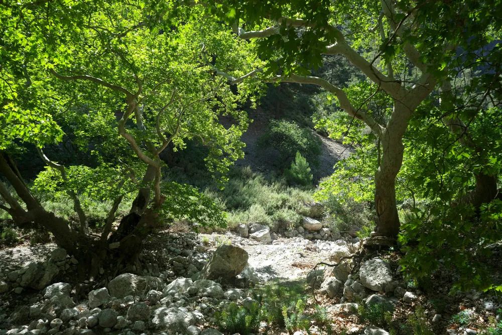 eclaircie dans foret mediterraneene