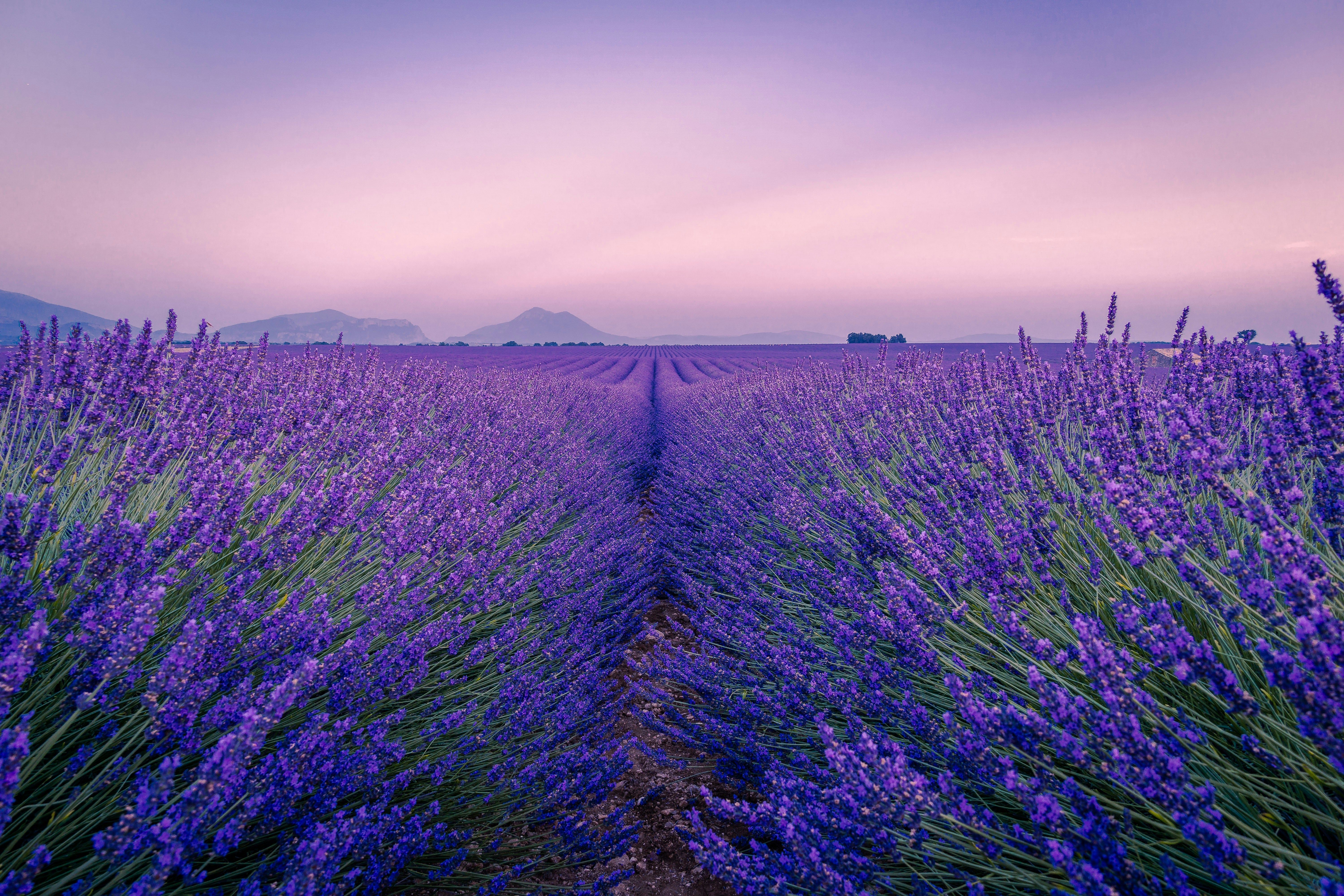 champs de lavande violets