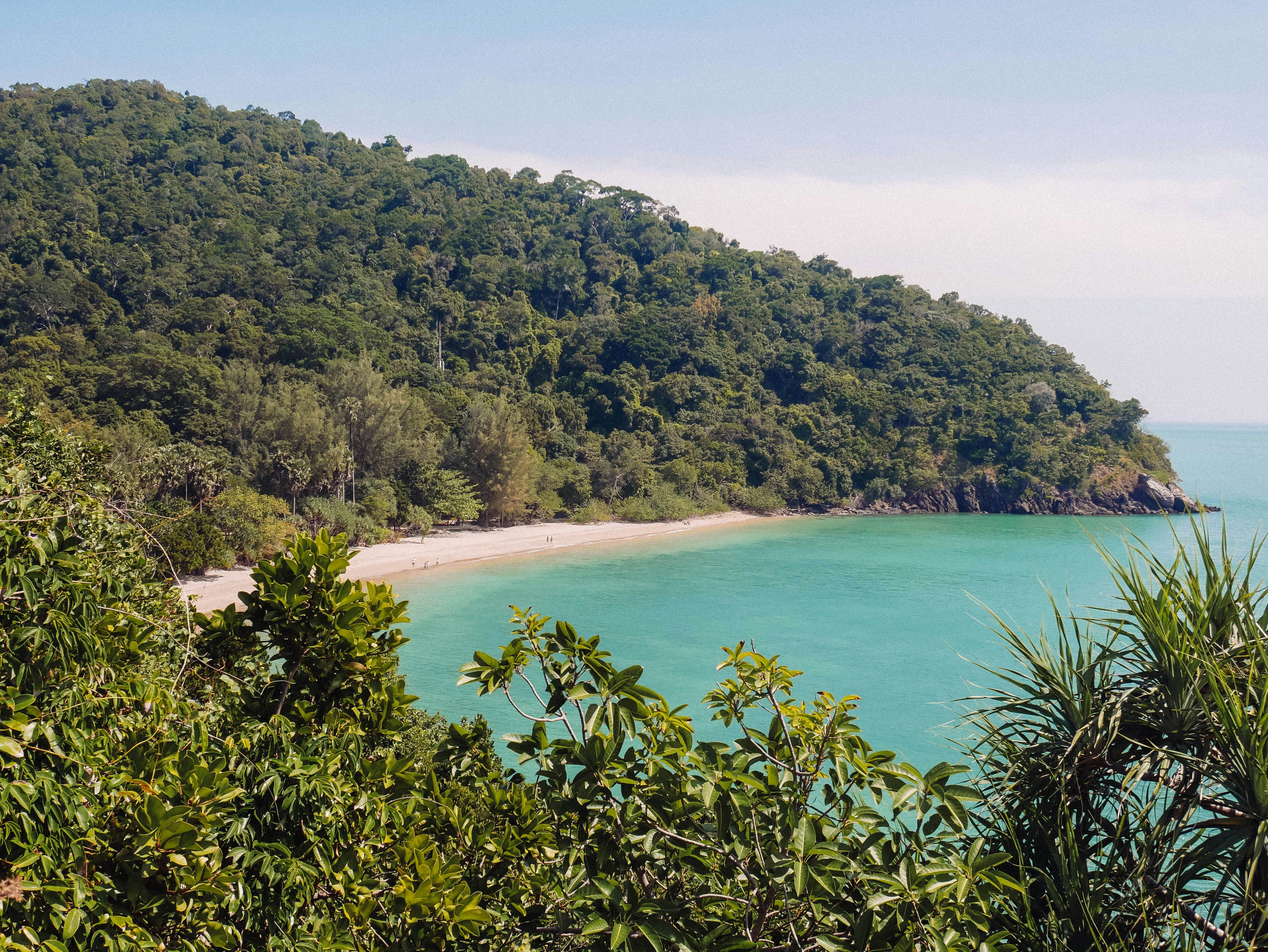 sandy bay surrounded by rainforest