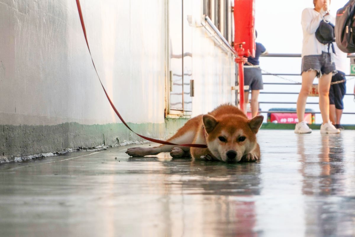 Uno shiba fulvo sonnecchia sul ponte di un traghetto.