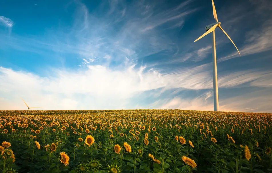 Campo de girasoles con aerogeneradores al fondo bajo un cielo azul con nubes dispersas, representando energía sostenible.