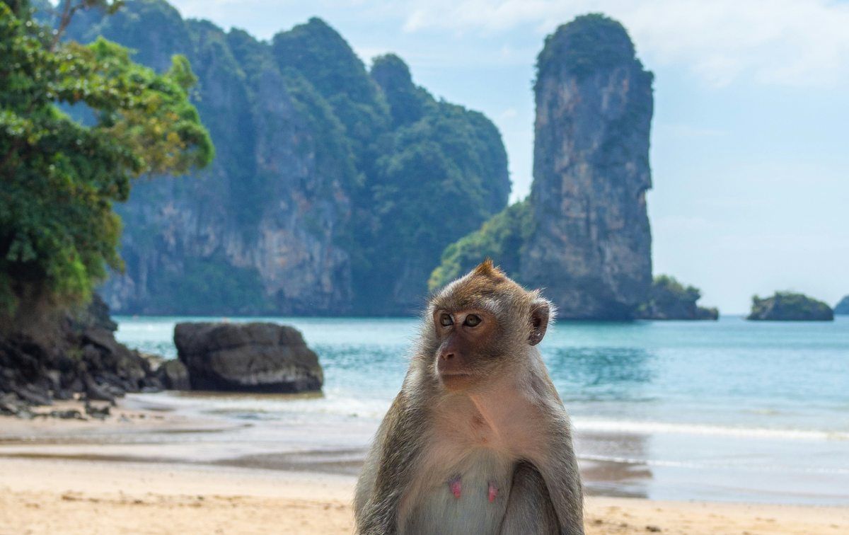 Monkey Beach, uno de los lugares más curiosos de Phi Phi, conocido por sus monos y su entorno natural.