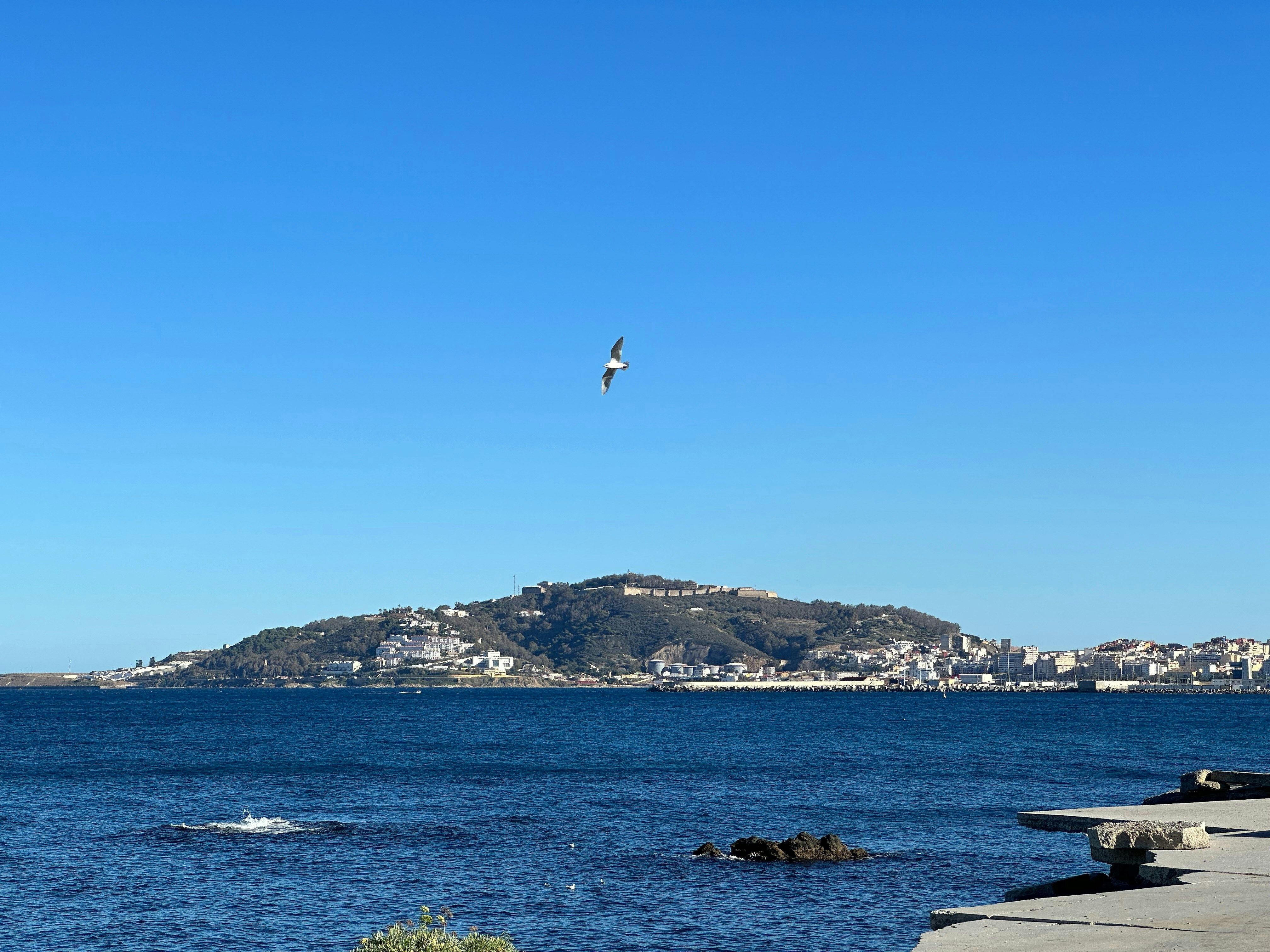 mer avec montagne au fond et oiseau