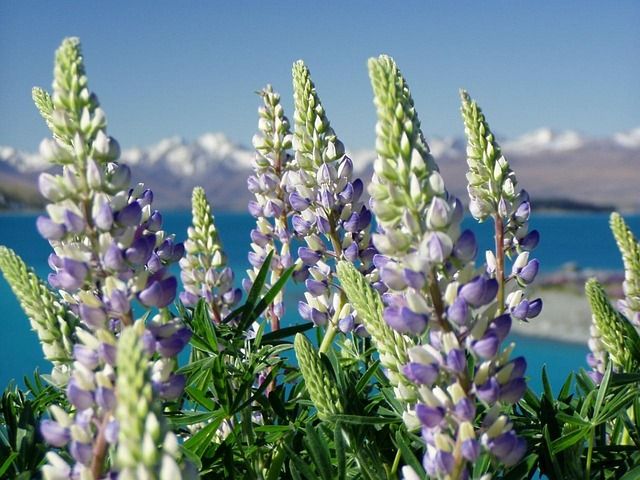 new zealand lupins.jpg