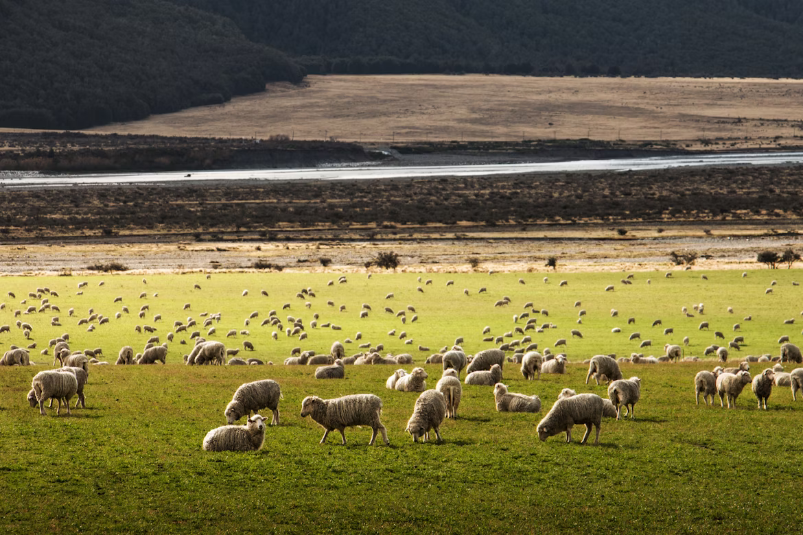new zealand sheep grazing.avif