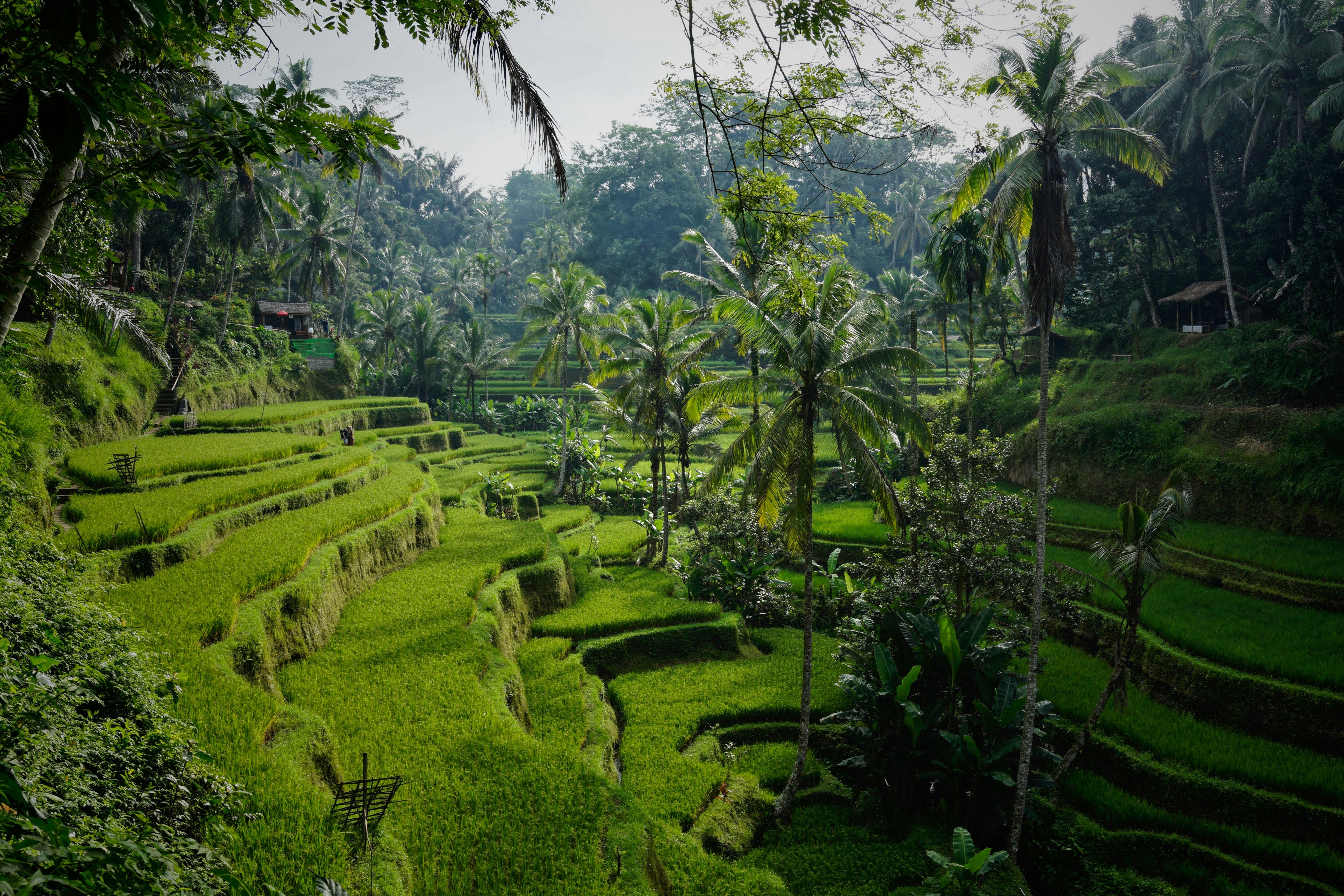 Terrazze di riso a Ubud, sull'isola di Bali