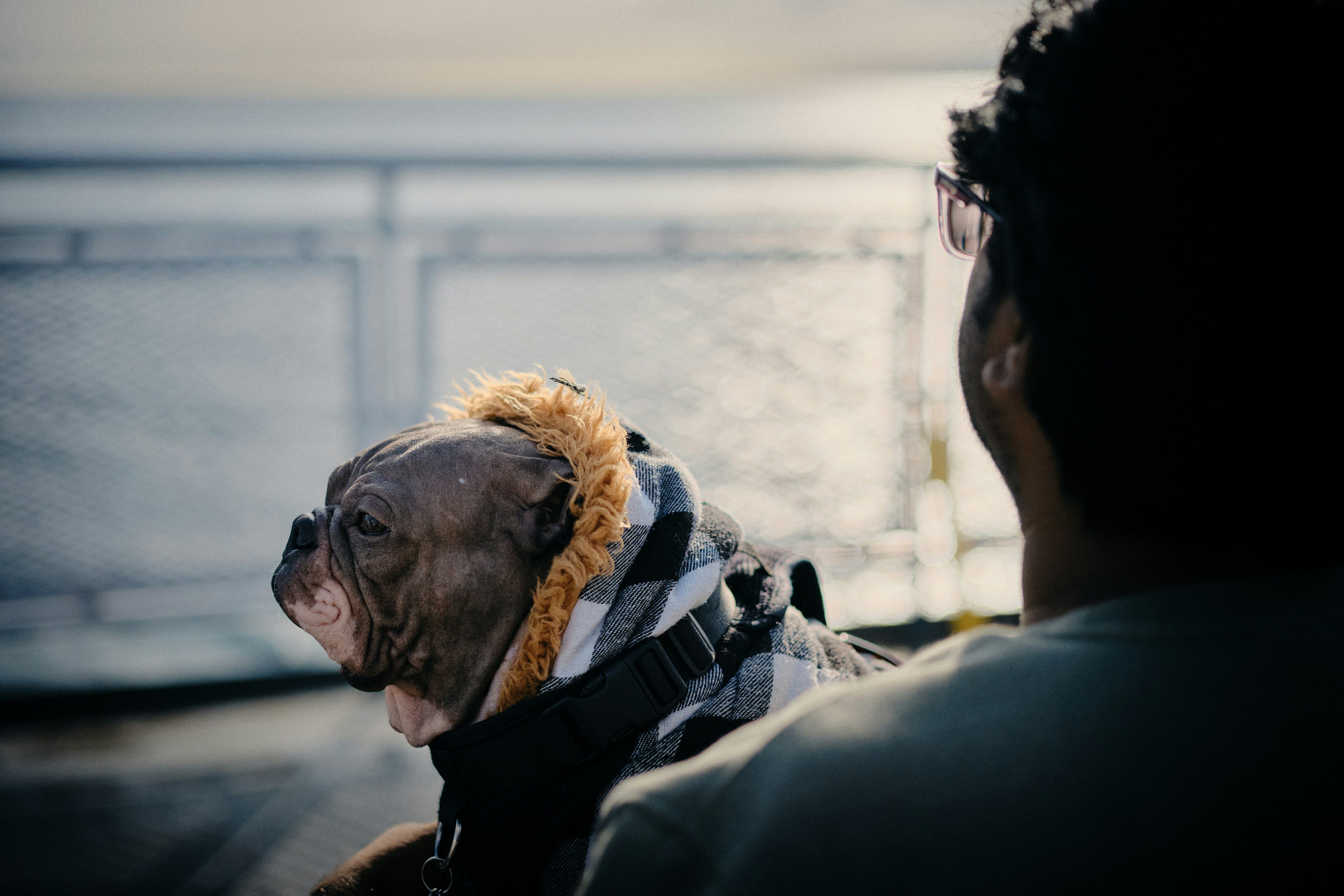 Ein kleiner Hund in einem schwarz-weiß-karierten Mantel mit Kapuze sitzt bei einem Mann auf dem Schoß. Die beiden sind auf einer Fähre.