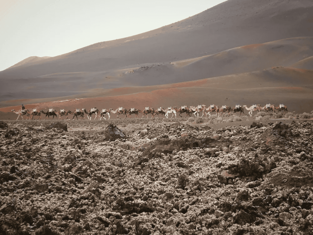 Caravana de camellos recorriendo el paisaje volcánico del Parque Nacional de Timanfaya en Lanzarote.