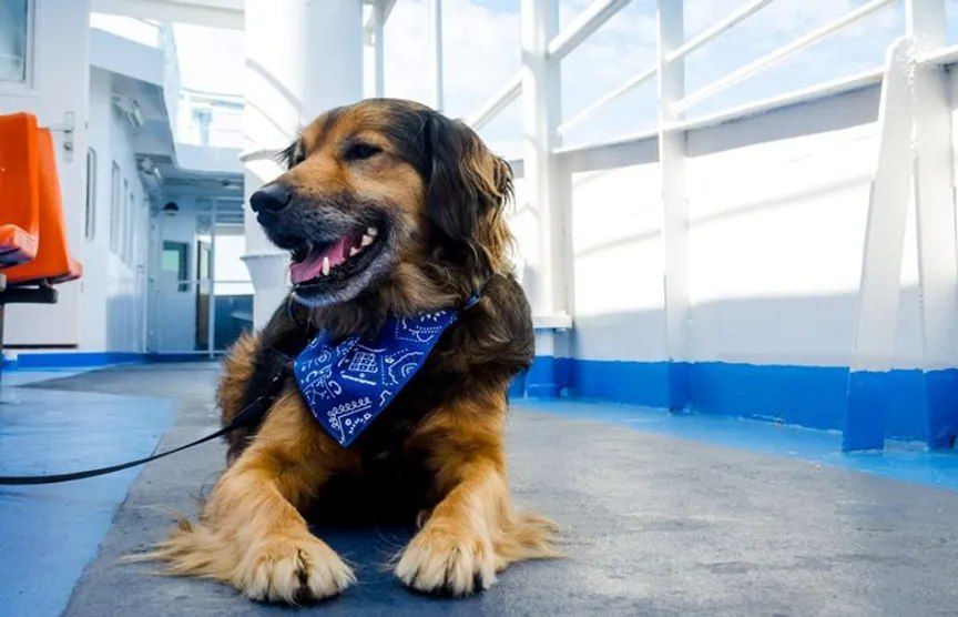 Perro tumbado en la cubierta de un ferry durante la travesía, viajando con correa y arnés.
