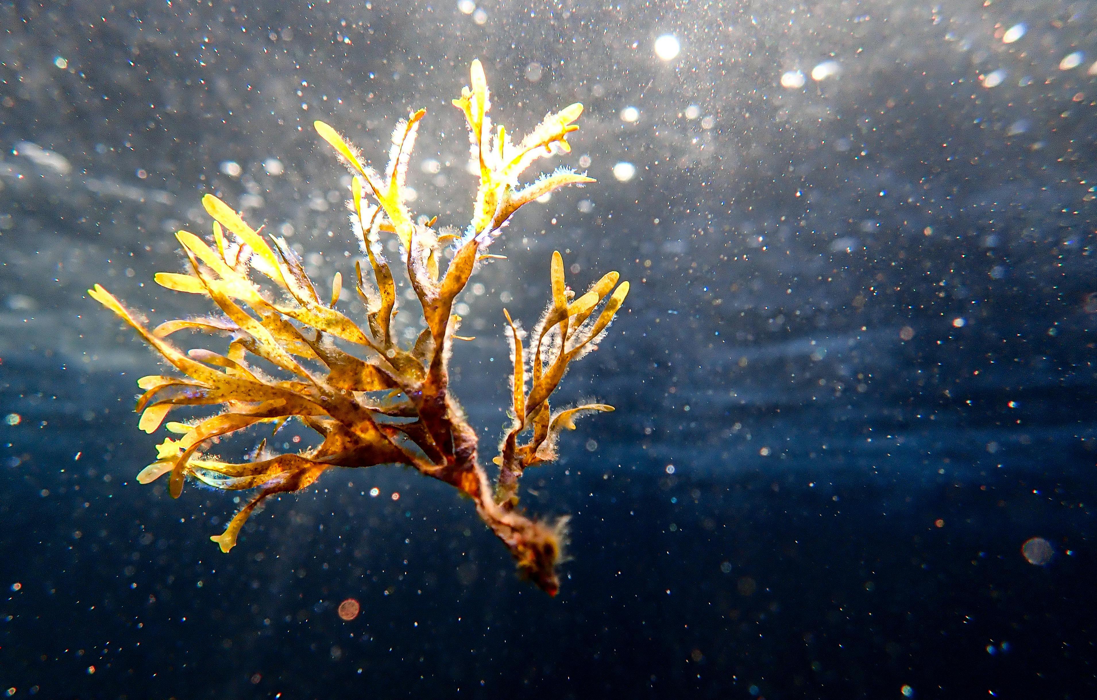 Immersione nella riseva naturale di Capraia