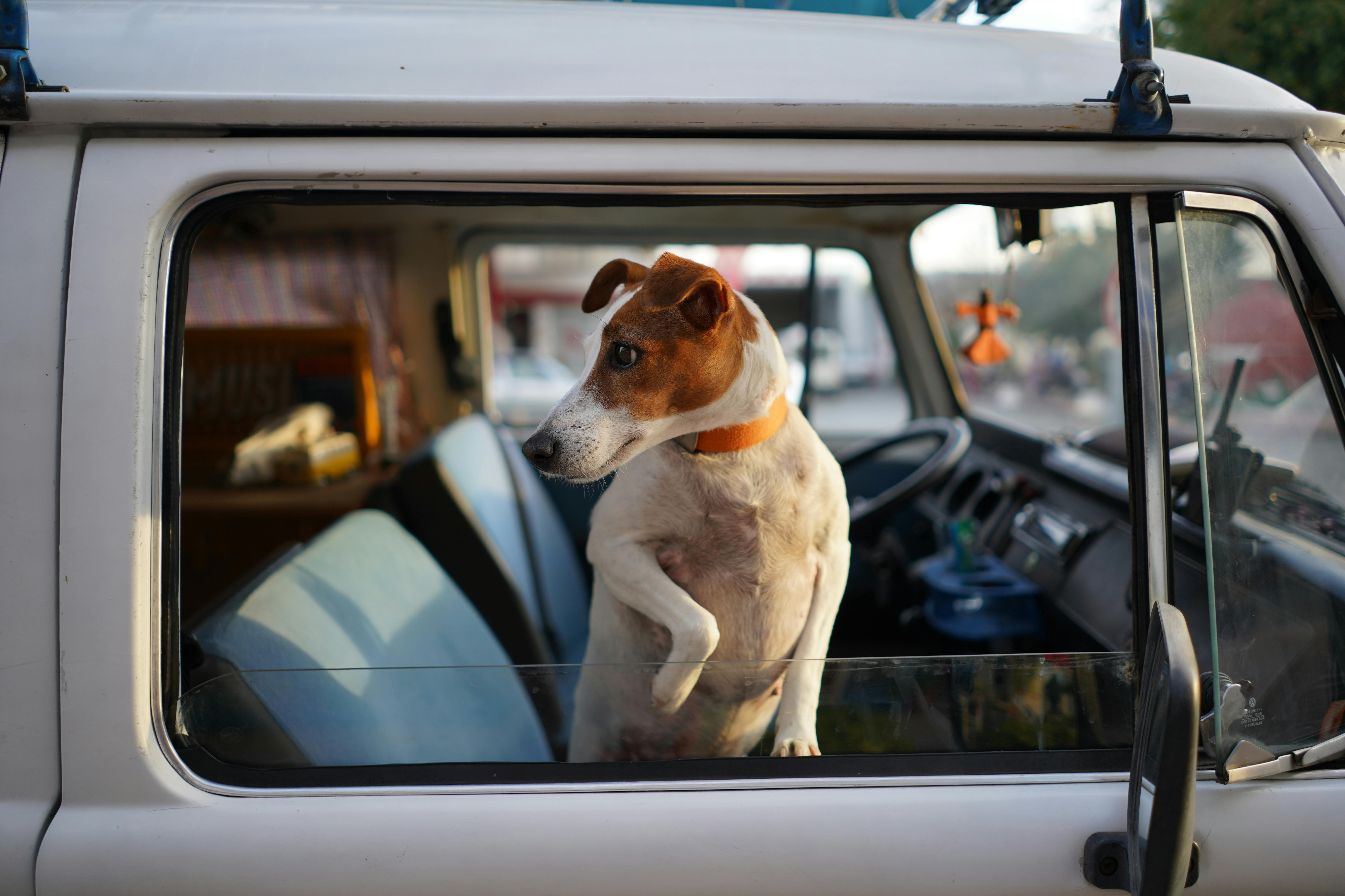 Un Jack Russel si sporge dal finestrino della sua auto.