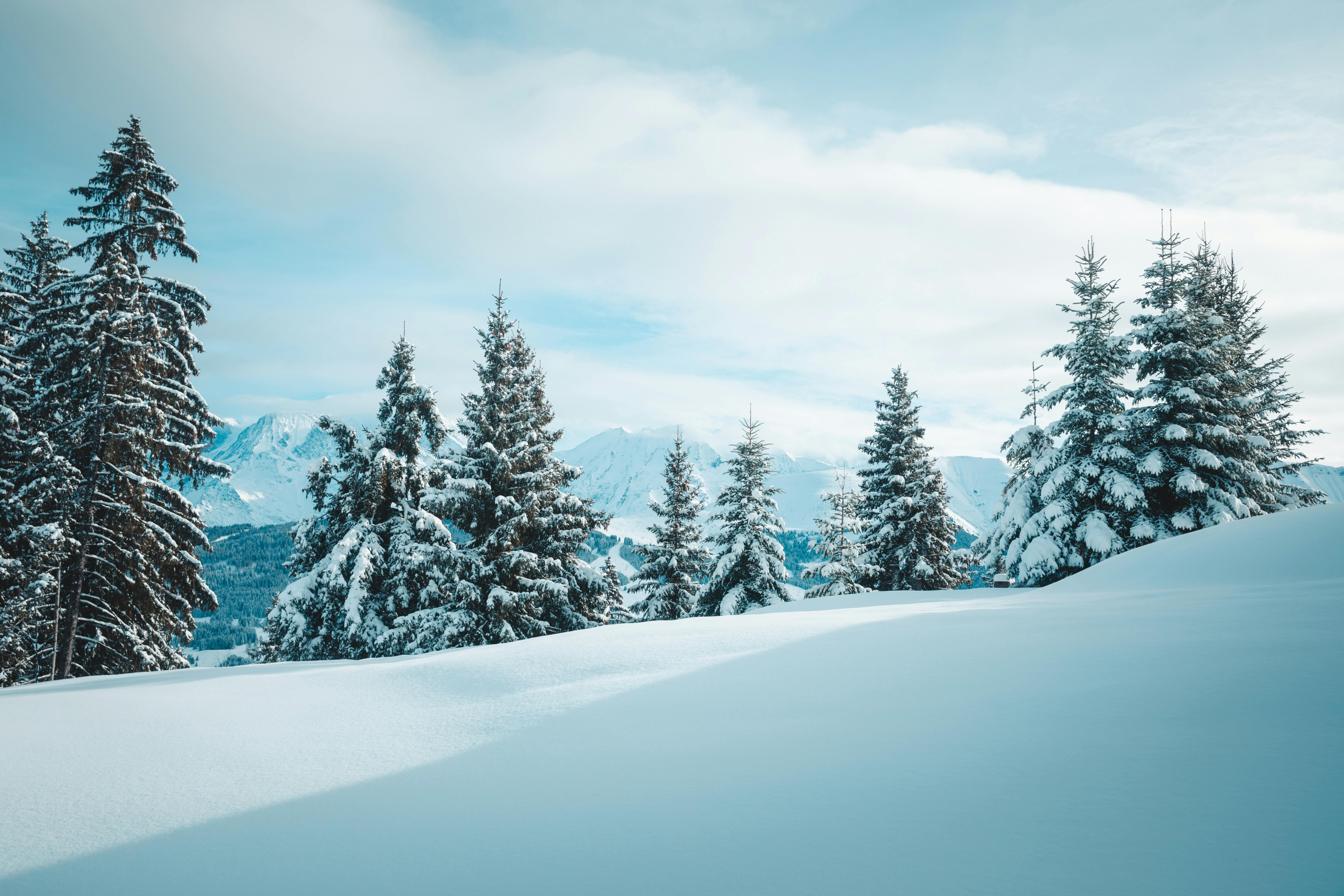 snow-dusted trees on the slopes in the Alps