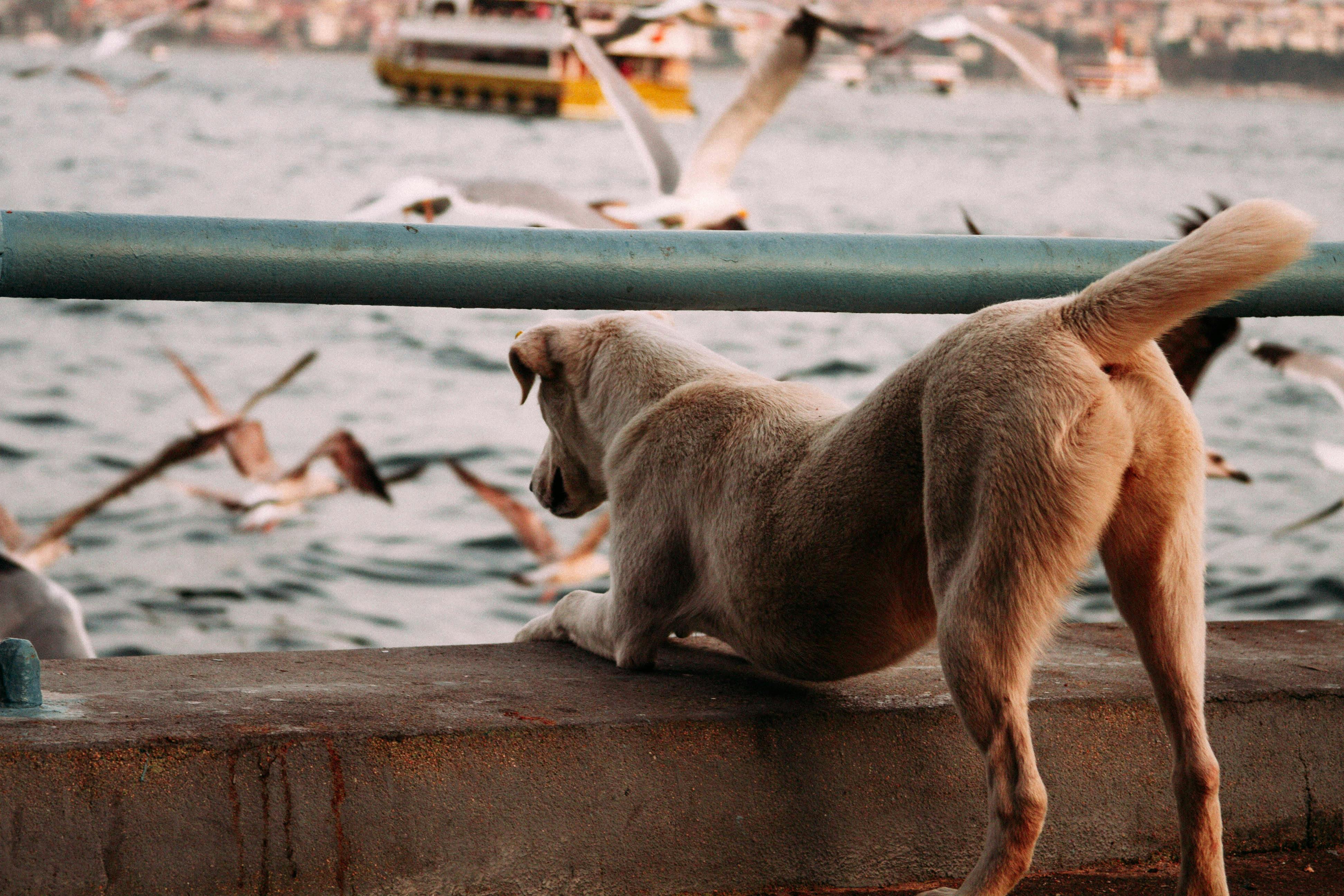 Un cane osserva interessato uno stormo di gabbiani dalla banchina del porto.