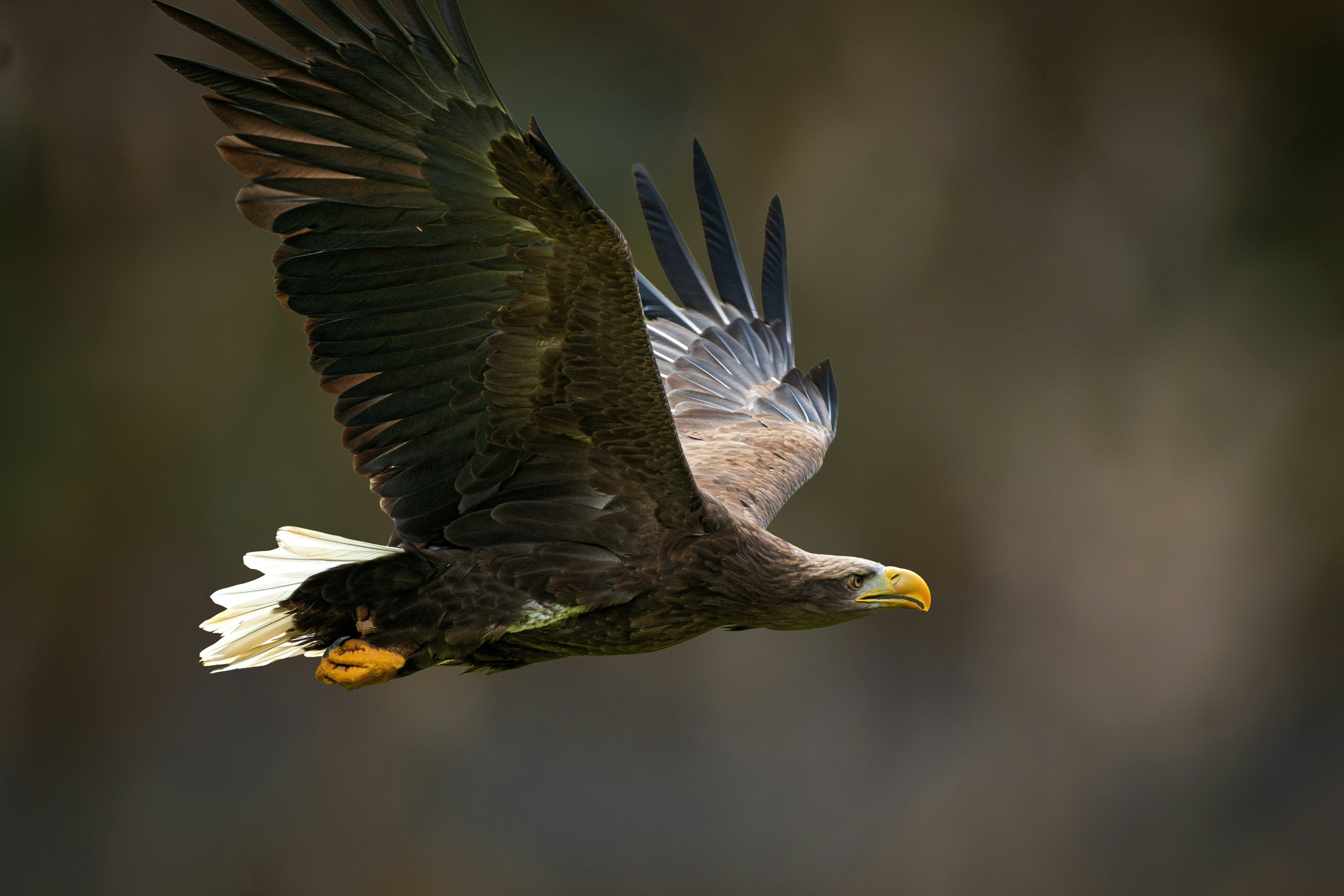 Ein Seeadler mit braunem Gefieder und weißem Schwanz ist mitten im Flug.