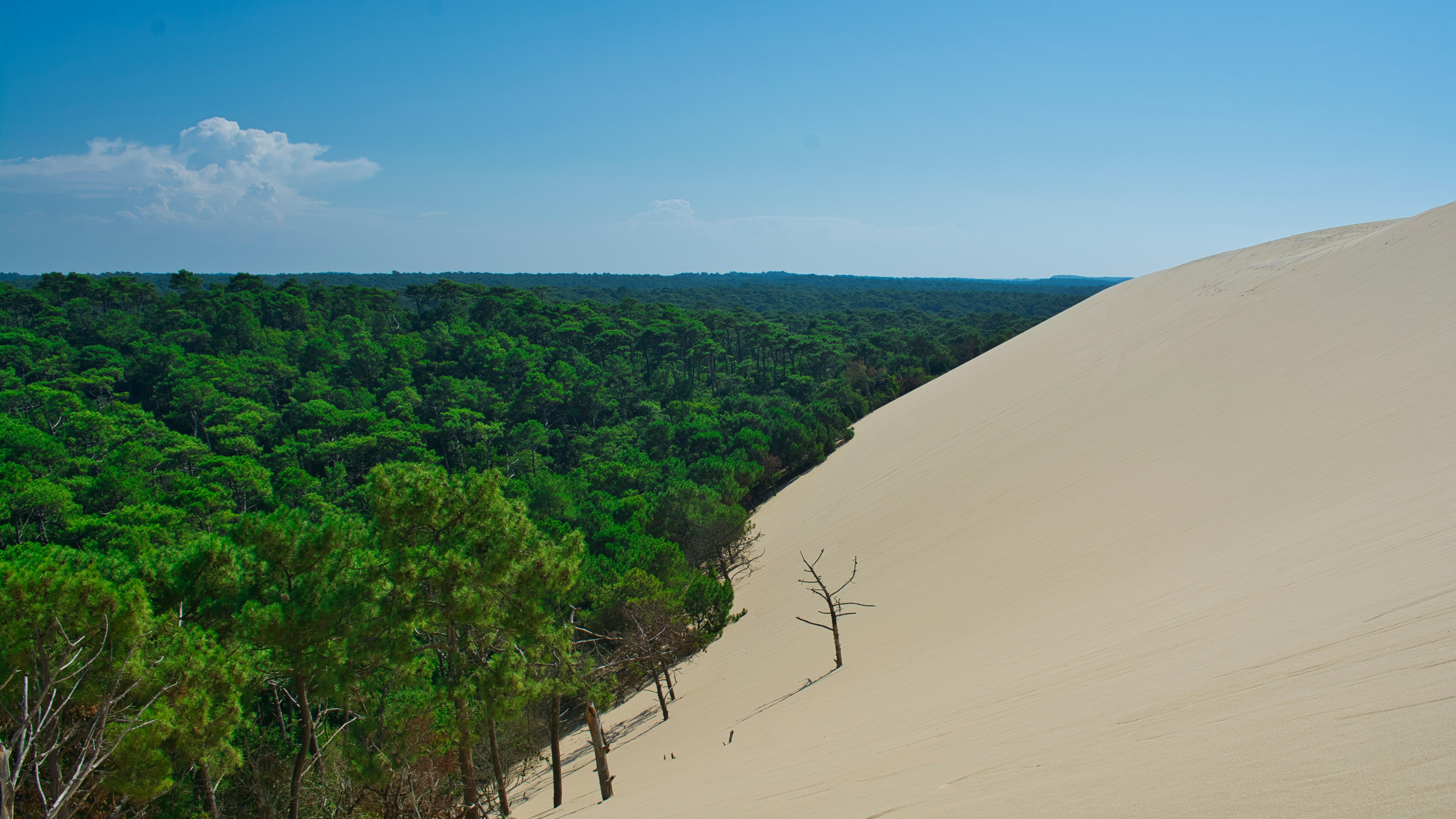 foret et sable se rencontrant