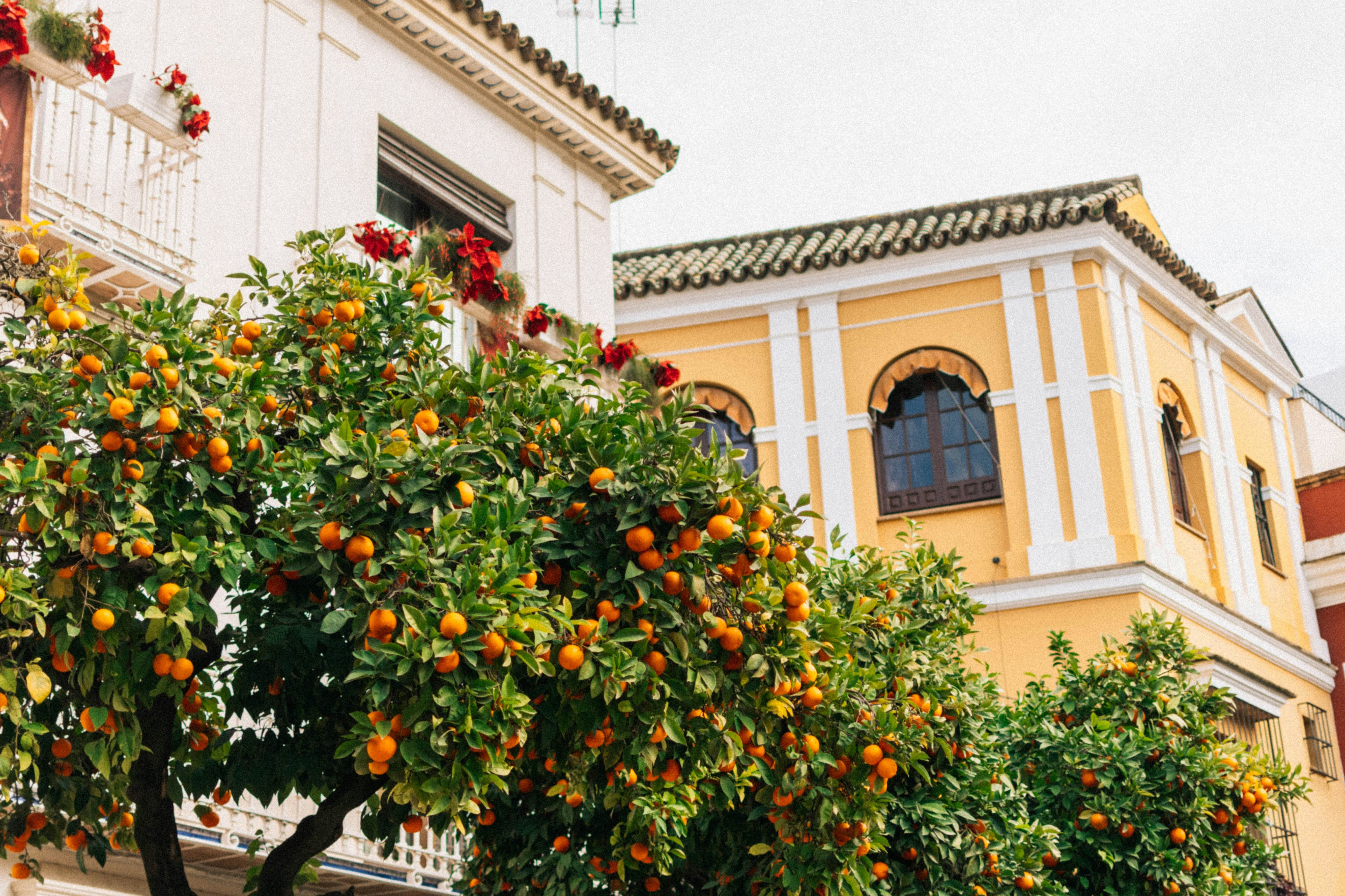 orange trees next to traditional Andalusian architecture