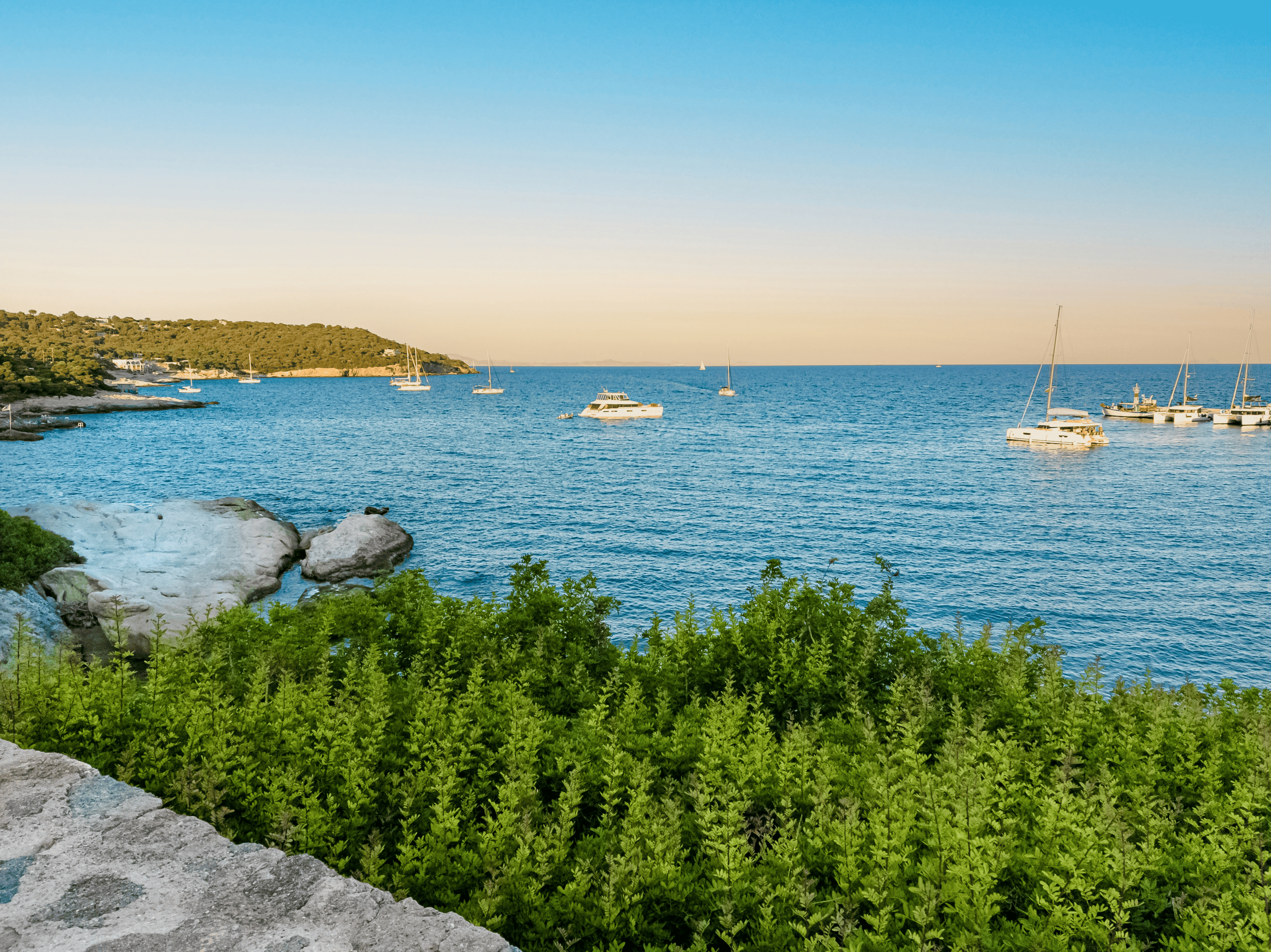 plantes avec mer et bateaux au fond