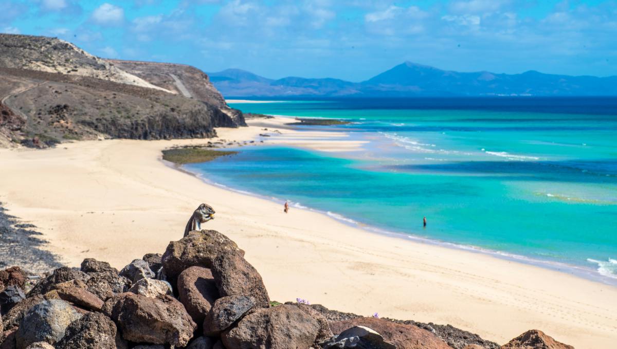 Vista de una playa de arena blanca y mar turquesa en Fuerteventura con una ardilla sobre rocas