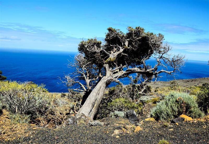 Árbol torcido por el viento en un paisaje volcánico frente al océano, en El Hierro, Islas Canarias.