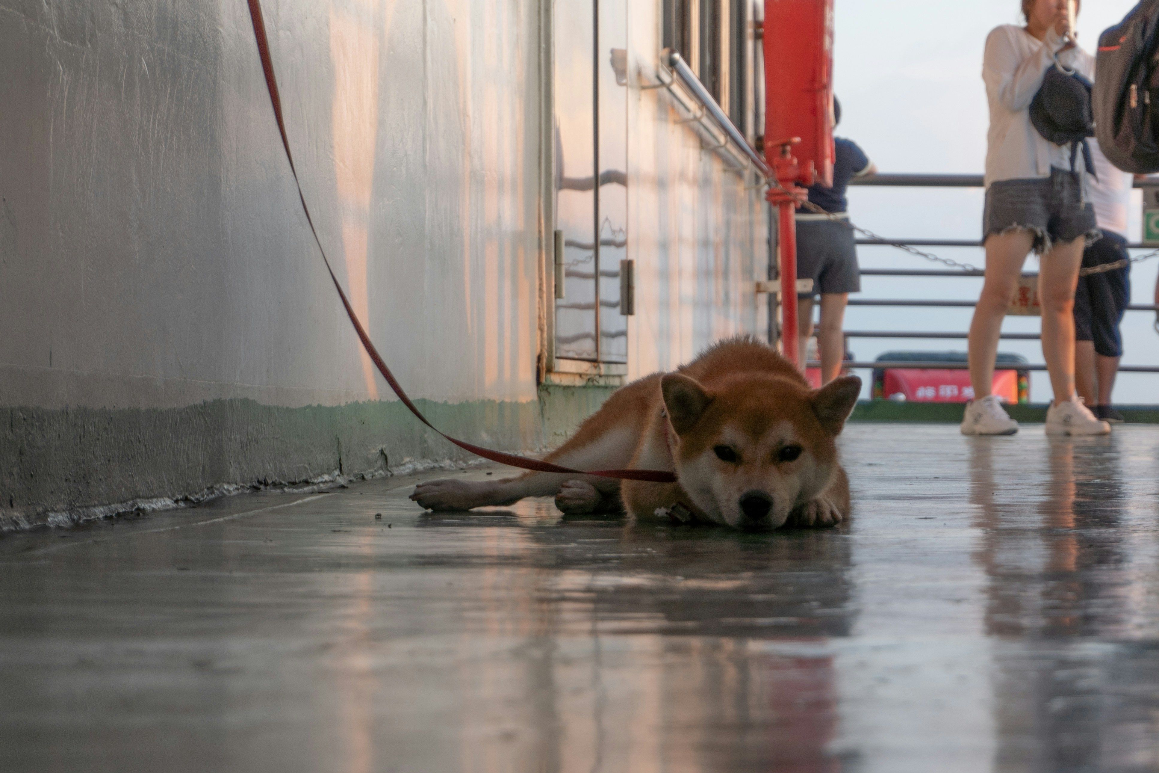 Ein braun-weißer Hund liegt angeleint an Bord einer Fähre auf dem Außendeck. Im Hintergrund sieht man ein paar Menschen.