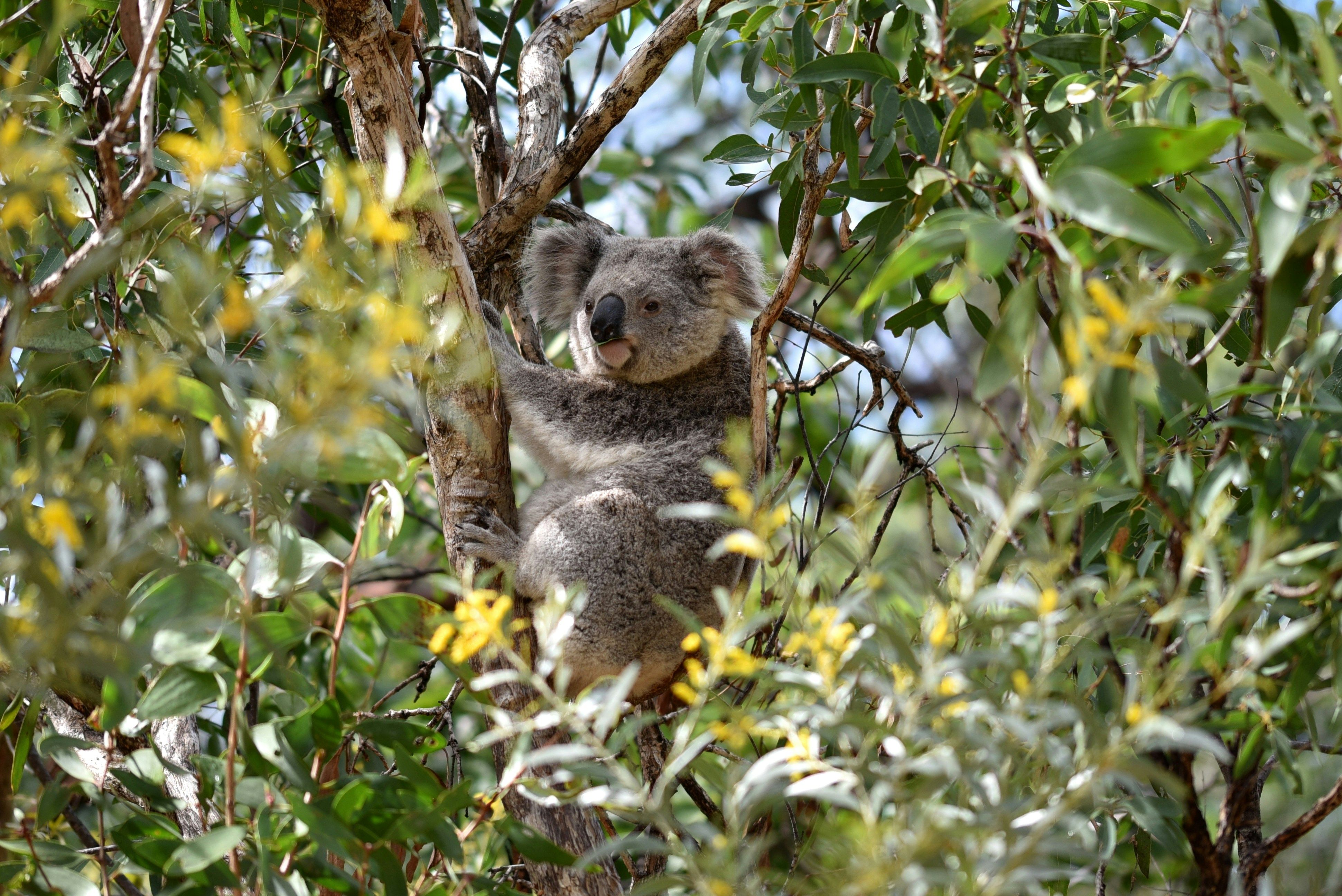 koala in the tree on Magnetic Island