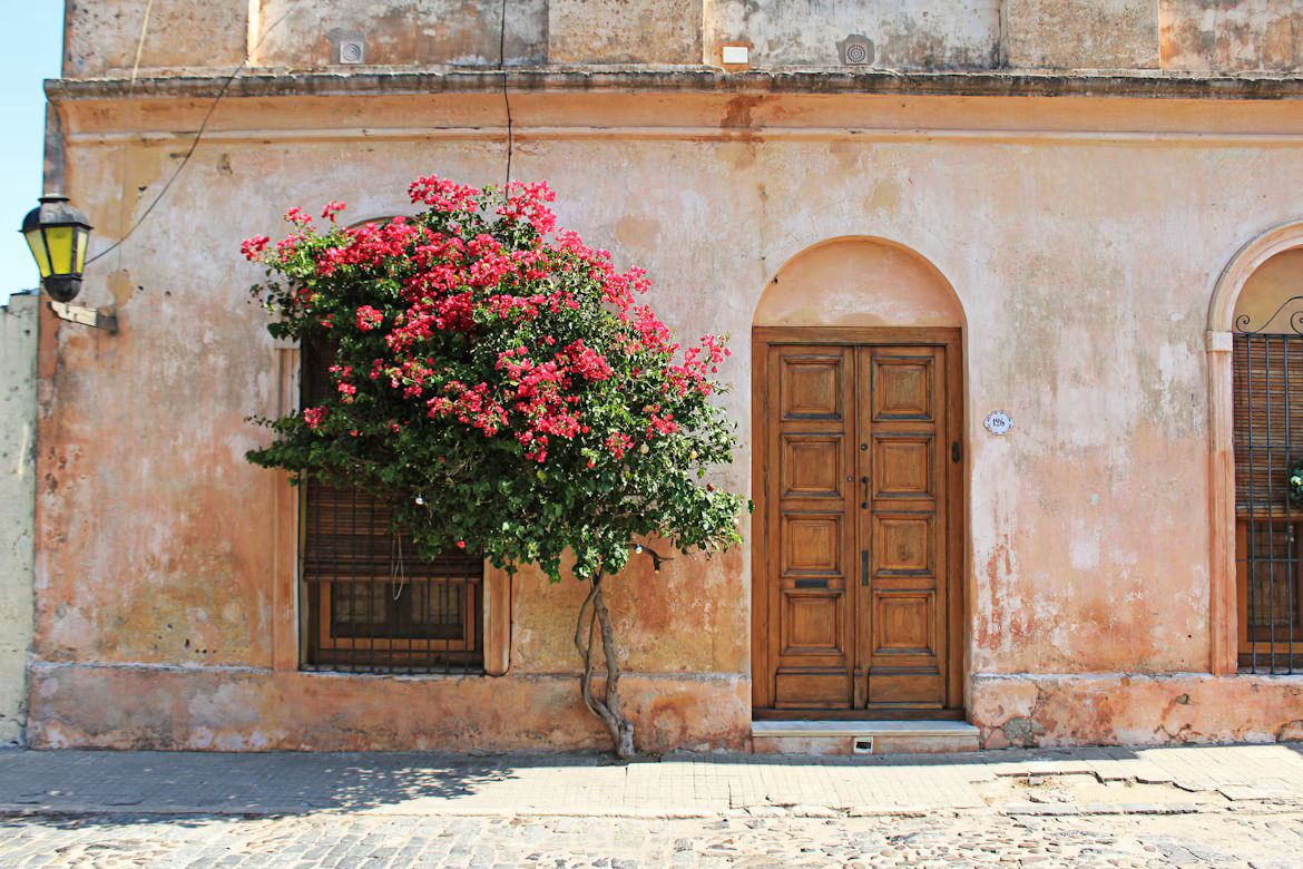 An iconic tree with red petals growing along a wall in Colonia