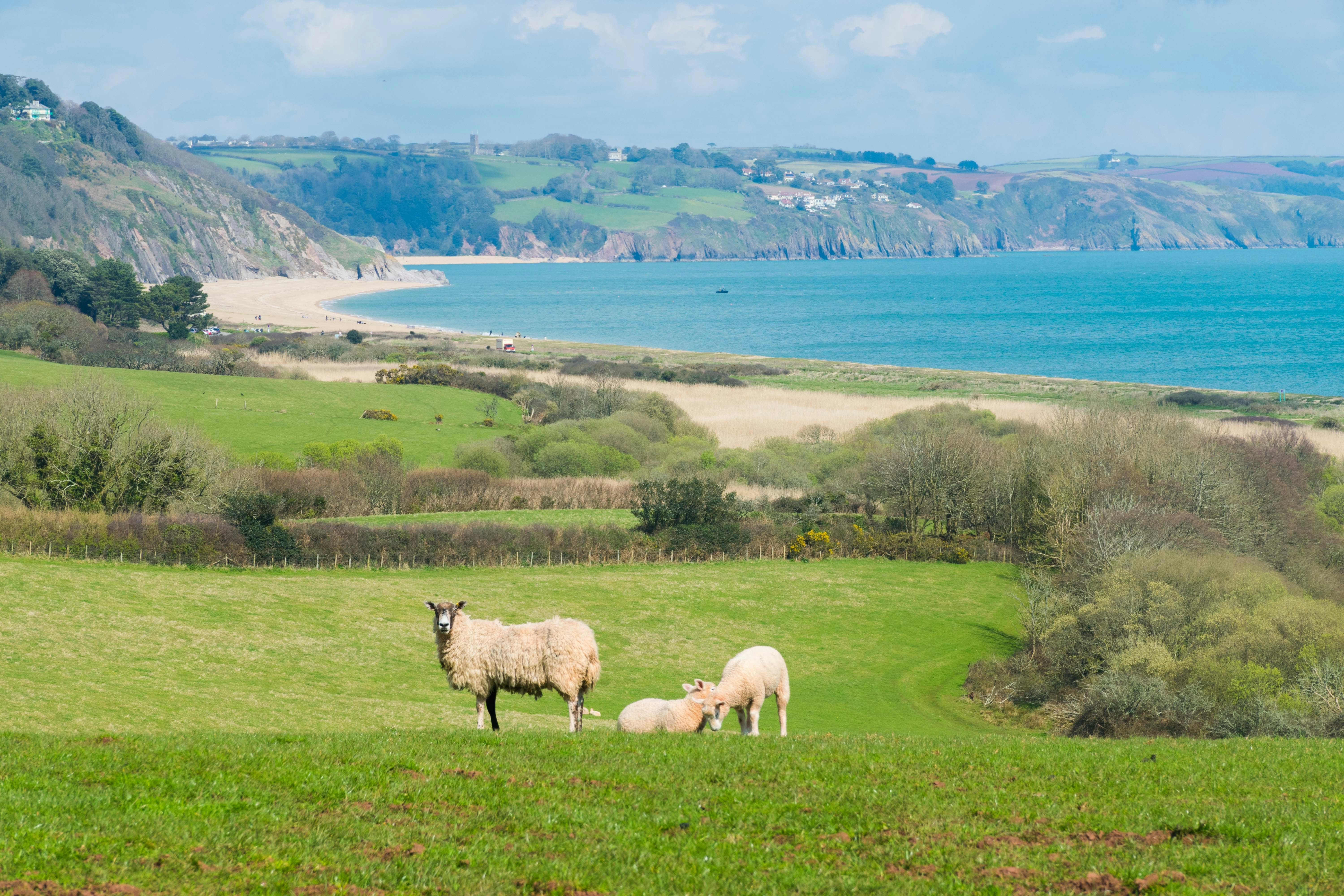 sheep on the grass near the coast of Devon
